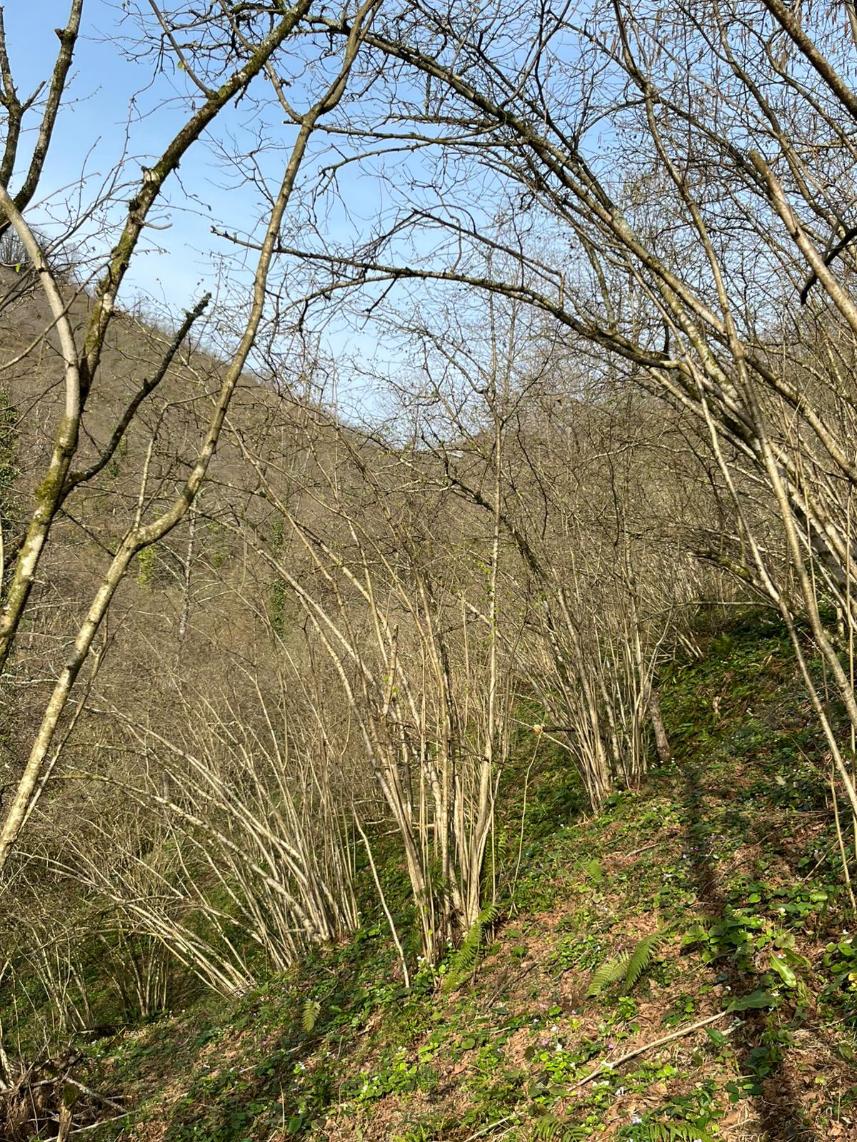SATILIK FINDIK BAHCESİ( ARSA)